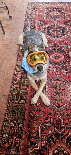 /Images/uploads/The Santa Fe New Mexican/santafepetcontest/entries/34011thumb.jpg